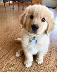 Buddy