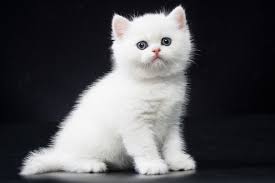 Whiskers