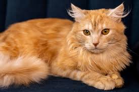 Mittens