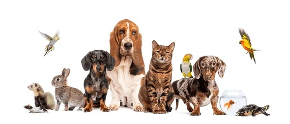 Cute Puppy and Other Animals